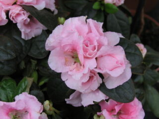 Rhododendron sim. Christine