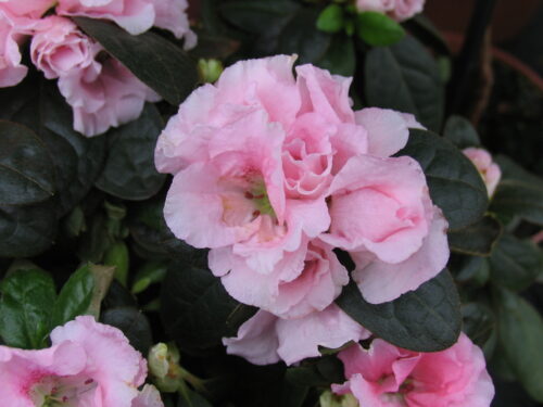 Rhododendron simsii, Azalee T14