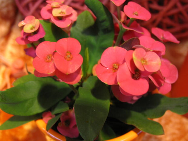Euphorbia millii hellrosa, großblütig