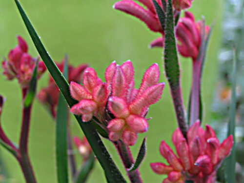 Anigozanthos flavidus T14