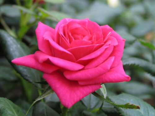 Rosa hybr., Zimmerrose