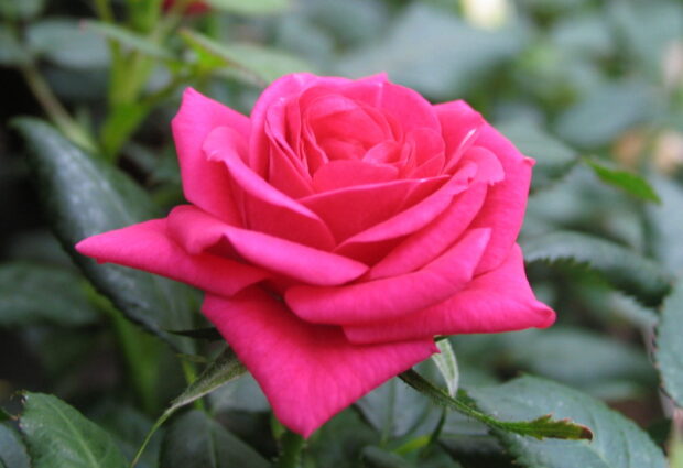 Rosen Parade , Zierrose