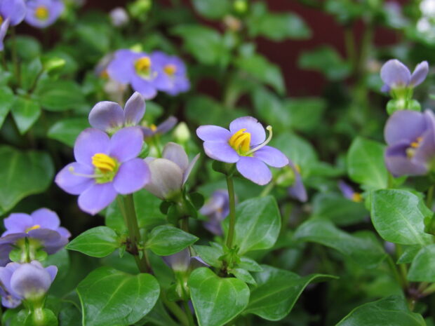Exacum aff., Blaues Lieschen