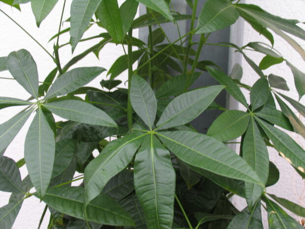 Pachira aquatica, Hochstamm geflochten