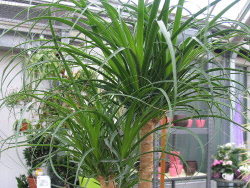 Beaucarnea recurvata, Elefantenfuß