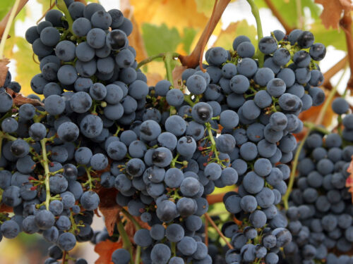 Vitis Centuri, echter Wein