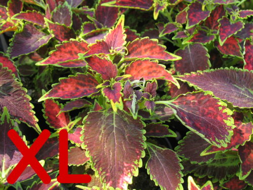 Coleus, Plectranthus, Buntnessel