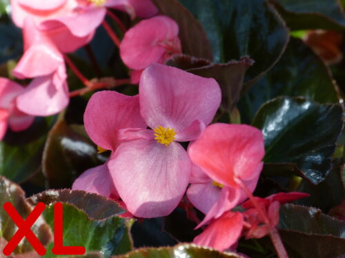 Begonia Big Bronze Rosa, Wildbegonie