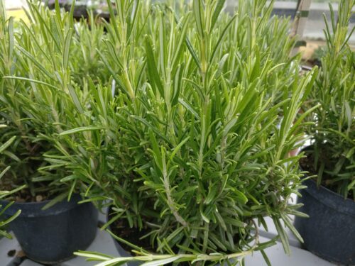 Rosmarinus officinalis, stehender Rosmarin, T14