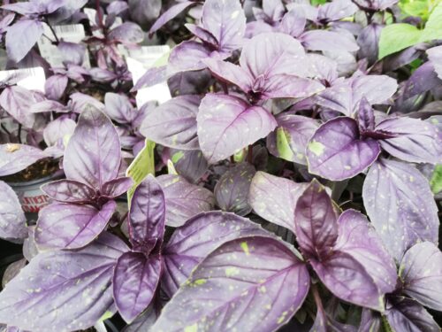 Ocimum Chianti, rotes Basilikum