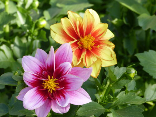 Dahlia,div. Topfdahlie