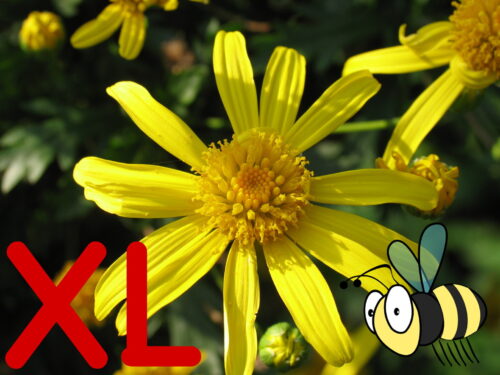 Euryops, gelbe Margeriten