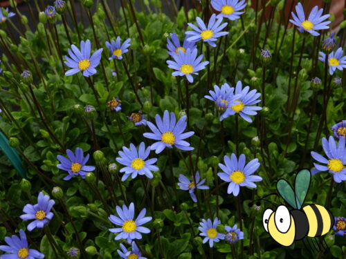 Felicia, blaues Kapkörbchen