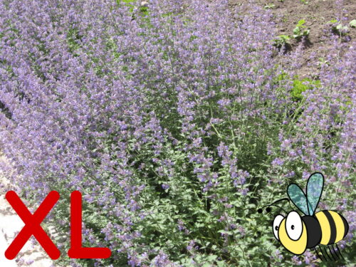 Nepetha, Katzenminze