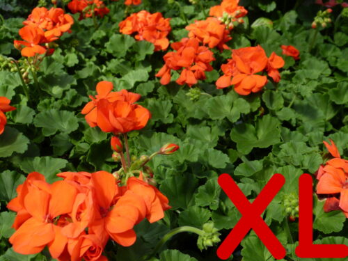 Pelargonium z. Sunrise, steh. Geranie