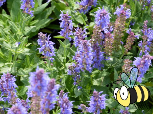 Salvia nem. Sallyrose April Night, Lila