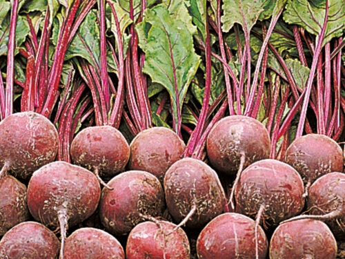 Beta vulgaris Pablo - rote Beete