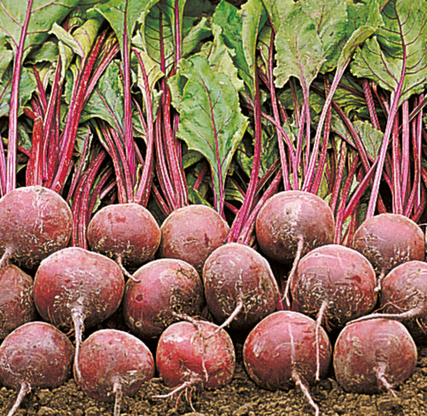 Beta vulgaris Pablo - rote Beete