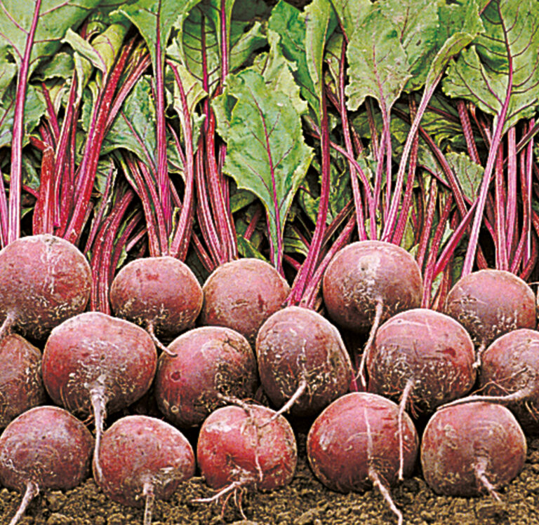 Beta vulgaris &quot;Pablo&quot; rote Beete Jungpflanze Blumen Schwarz