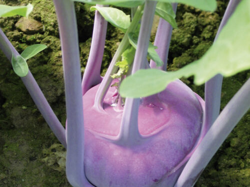 Brassica Blaro - Blauer Kohlrabi - Jungpflanze