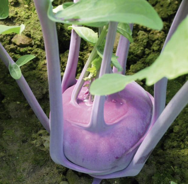 Brassica Blaro - Blauer Kohlrabi - Jungpflanze
