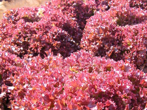 Lactuca Finity Red - Roter Pflücksalat