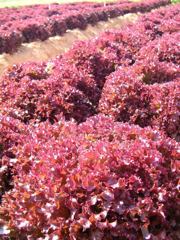 Lactuca Finity Red - Roter Pflücksalat