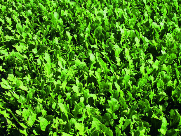 Eruca Runway - Salatrauke, Rucola - Jungpflanze