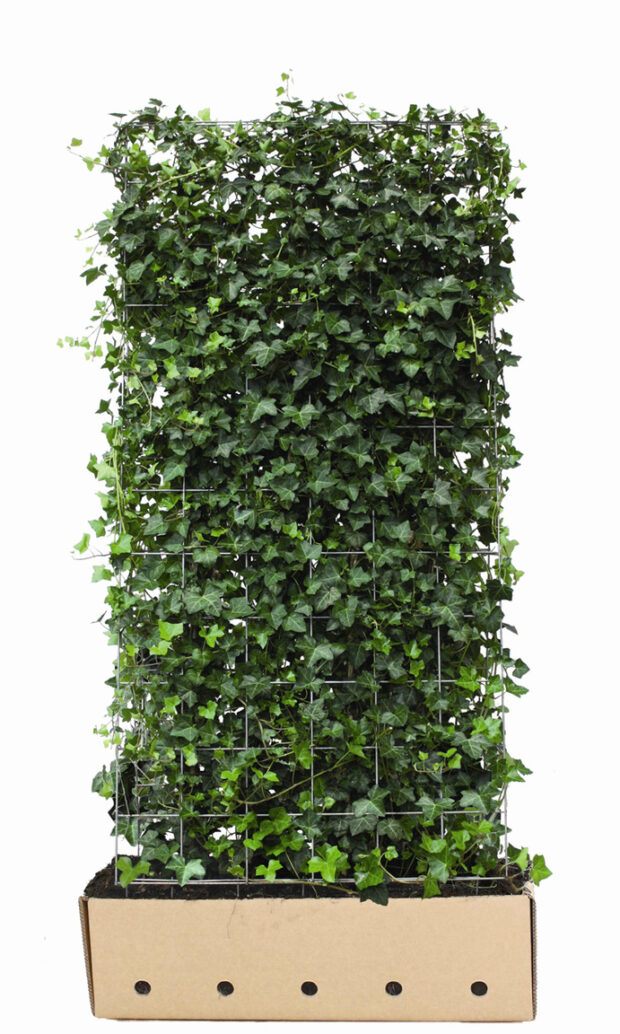 Hedera hibernica 180cm Fertighecke