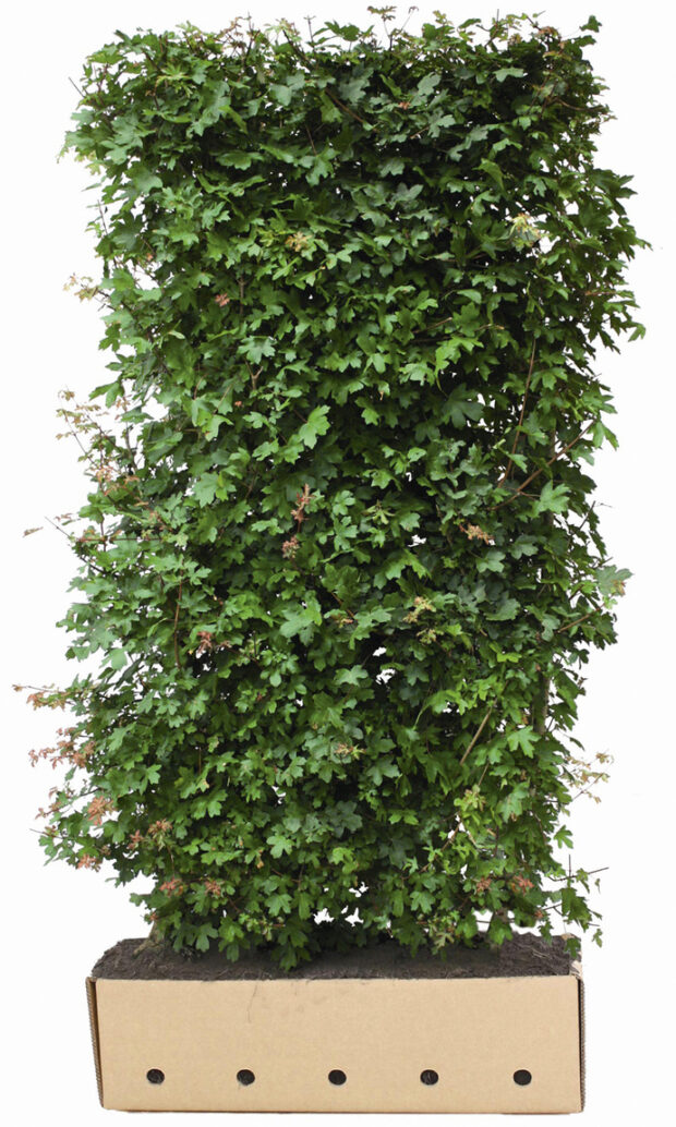 Acer campestre 200cm Fertighecke