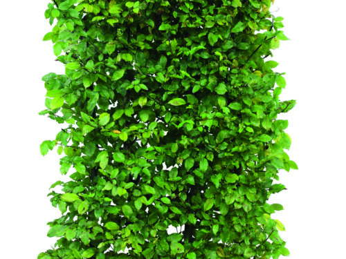 Carpinus betulus 150cm Fertighecke