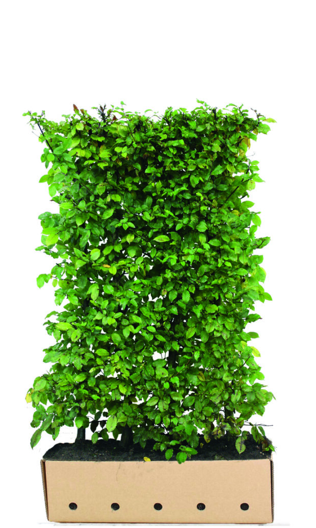 Carpinus betulus 150cm Fertighecke