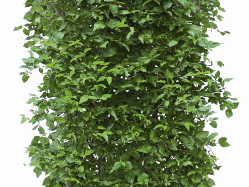 Cornus mas 200cm Fertighecke