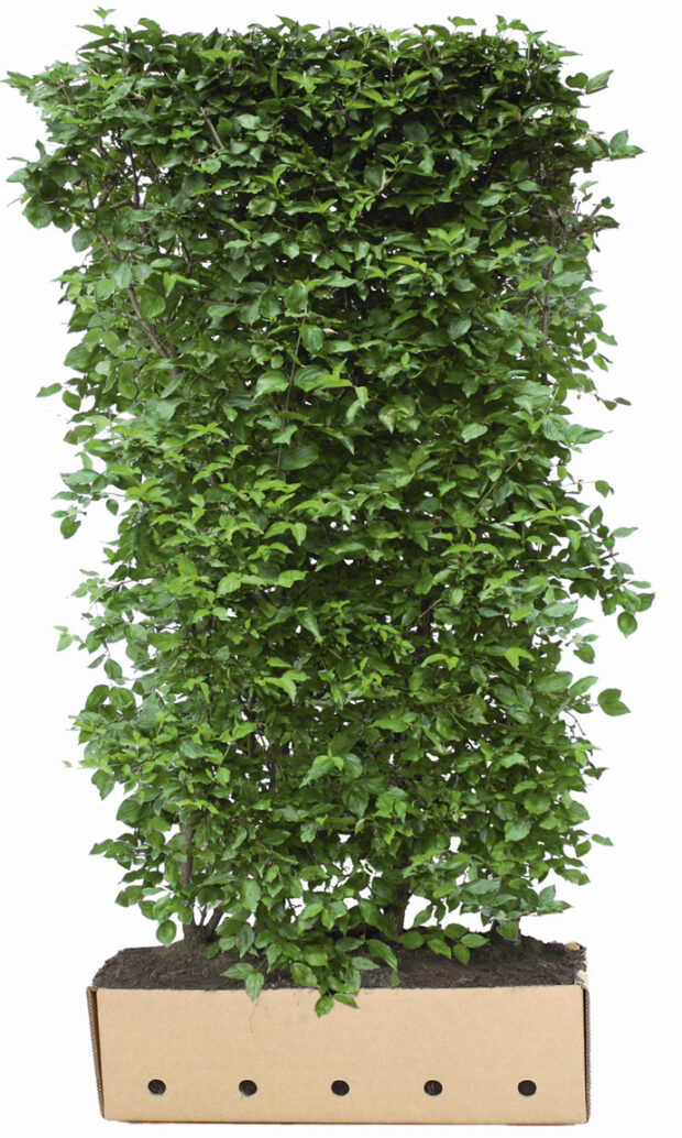 Cornus mas 200cm Fertighecke
