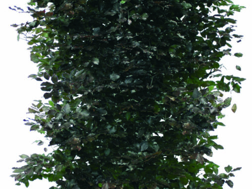 Fagus sylvatica Atropunicea 200cm Fertighecke