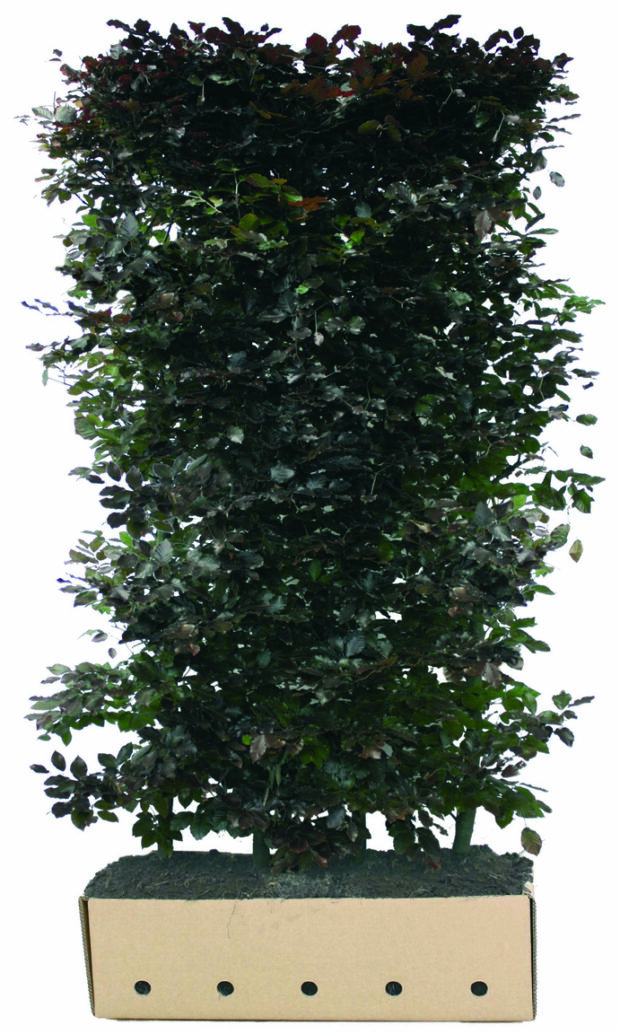 Fagus sylvatica Atropunicea 200cm Fertighecke
