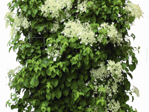 Hydrangea anomala petiolaris 180cm Fertighecke