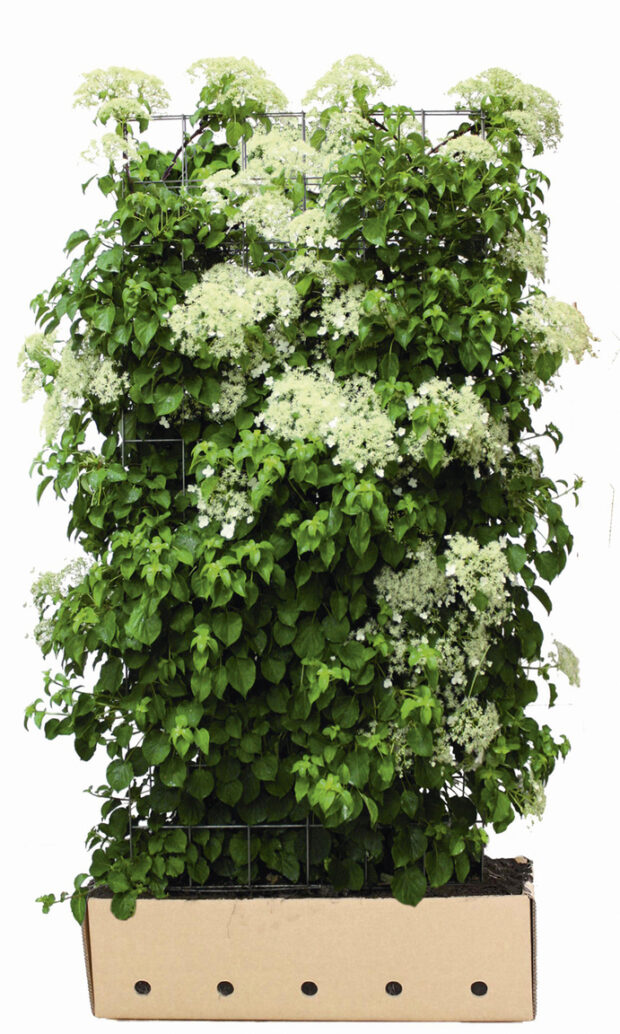 Hydrangea anomala petiolaris 180cm Fertighecke