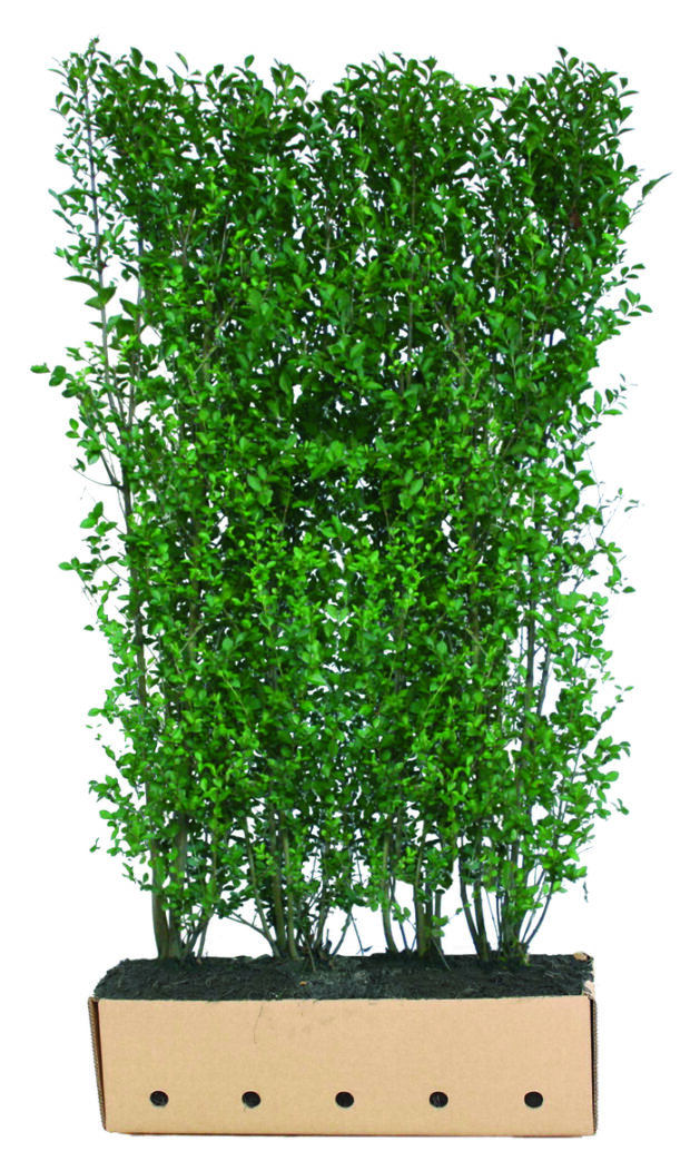 Ligustrum ovalifolium 200cm Fertighecke
