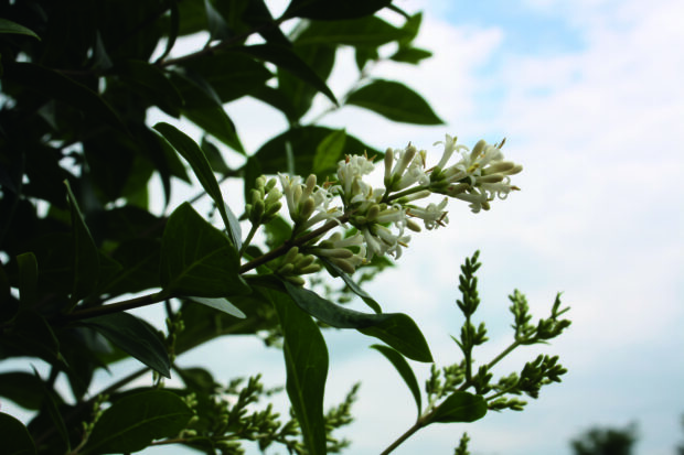 Ligustrum vulgare Atrovirens 200cm Fertighecke