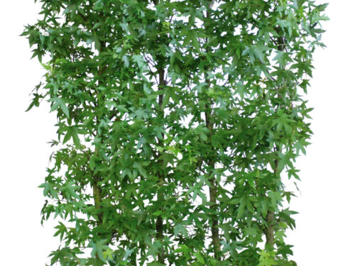Liquidambar styraciflua 200cm Fertighecke
