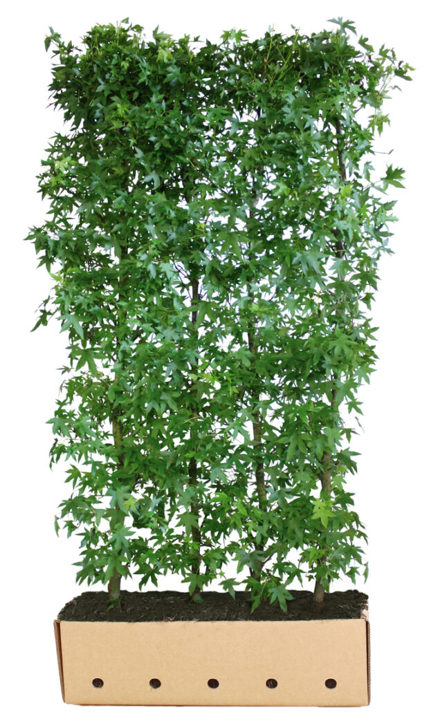 Liquidambar styraciflua 200cm Fertighecke