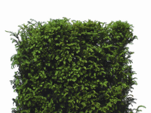 Taxus baccata 120cm Fertighecke