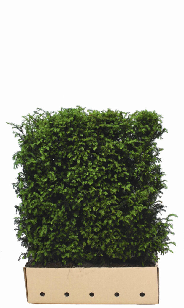 Taxus baccata 120cm Fertighecke