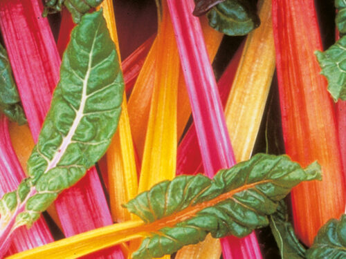 Beta vulgaris Bright Lights - Bunter Mangold - Jungpflanze