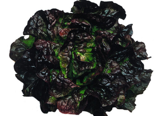 Lactuca Melva Red - Roter Lausresistenter Kopfsalat - Jungpflanze