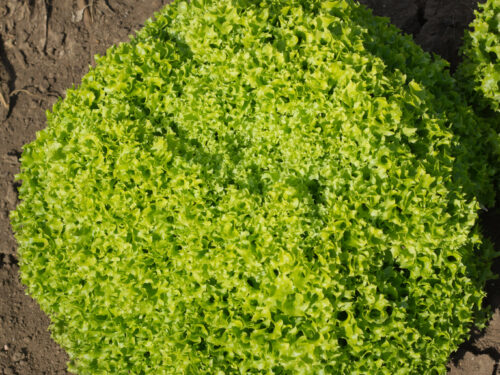 Lactuca Finity Green - Grüner Pflücksalat