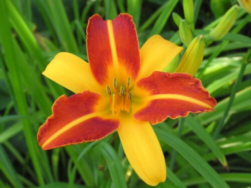 Hemerocallis Frans Hals - Gelborange Taglilie