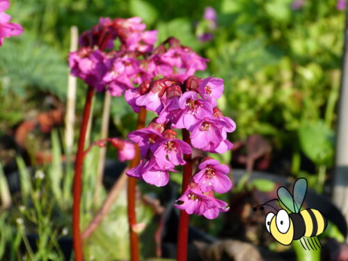 Bergenia cord. Eroica - Violettrosa Bergenie