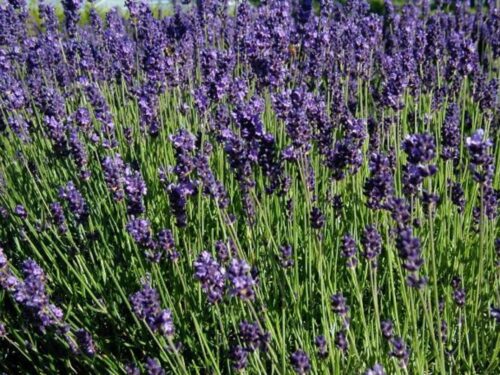 Lavandula angustifolia "Grosso" T13